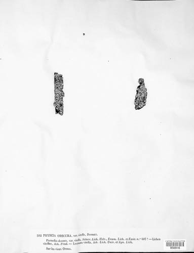 Phaeophyscia orbicularis image